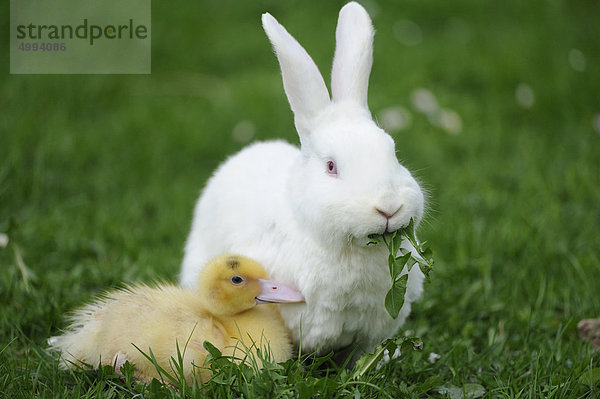 Hauskaninchen mit Pekingenten-Küken im Gras