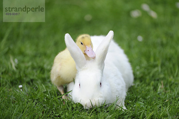 Hauskaninchen mit Pekingenten-Küken im Gras