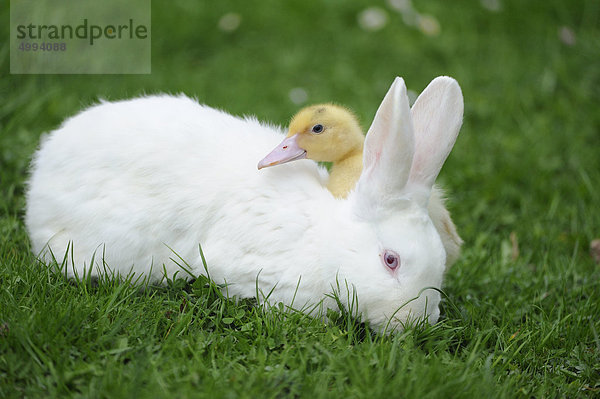 Hauskaninchen mit Pekingenten-Küken im Gras