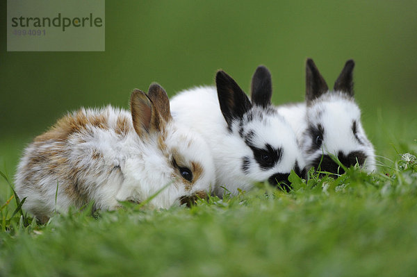 Drei junge Hauskaninchen im Gras