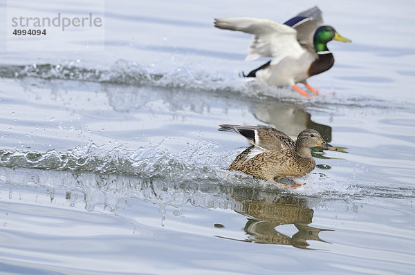 Zwei Sockenten (Anas platyrhynchos) landen im Wasser