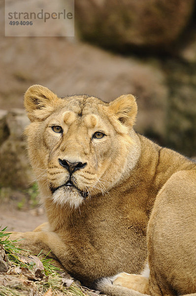 Liegender Asiatischer Löwe (Panthera leo persica)