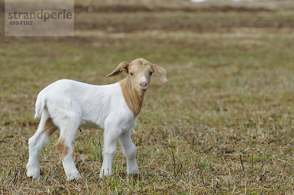 Junge Hausziege (Capra aegagrus hircus) auf einer Wiese