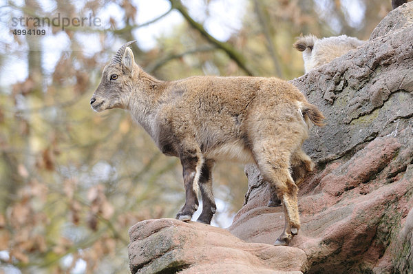 Alpensteinbock (Capra ibex) steht auf einem Felsen