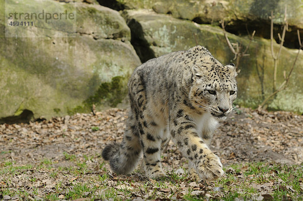 Gehender Schneeleopard (Uncia uncia)