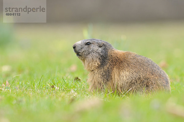 Alpenmurmeltier (Marmota marmota) auf einer Wiese