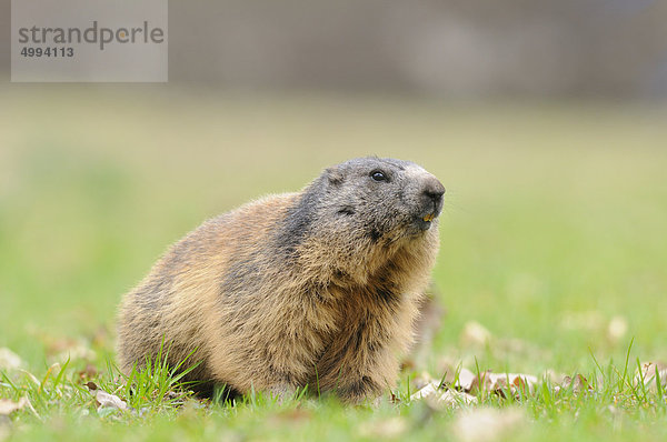 Alpenmurmeltier (Marmota marmota) auf einer Wiese