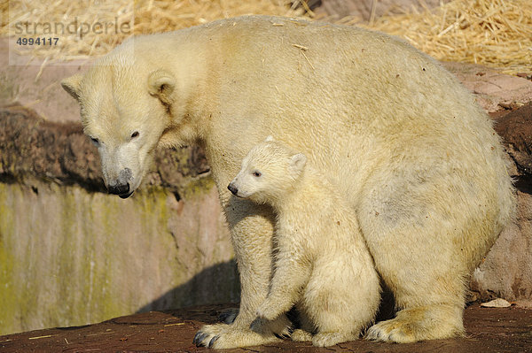 Junger Eisbär (Ursus maritimus) mit Muttertier