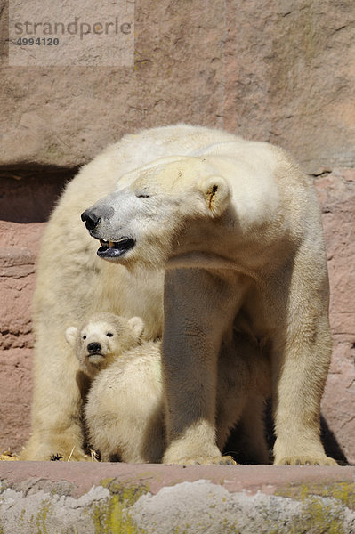 Junge Eisbären (Ursus maritimus) mit Muttertier