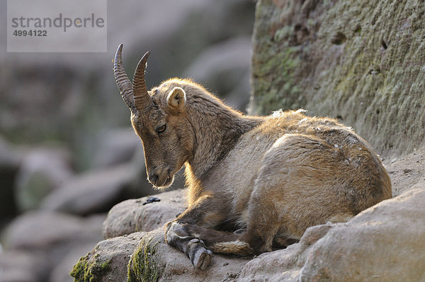 Alpensteinbock (Capra ibex) liegt auf einem Felsen