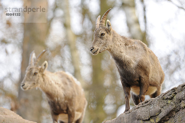 Zwei Alpensteinböcke (Capra ibex)