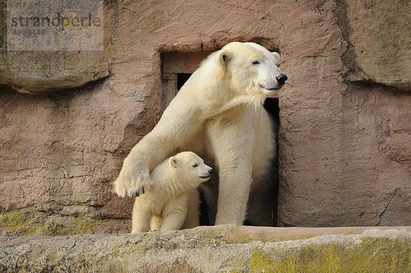 Junger Eisbär (Ursus maritimus) mit Muttertier