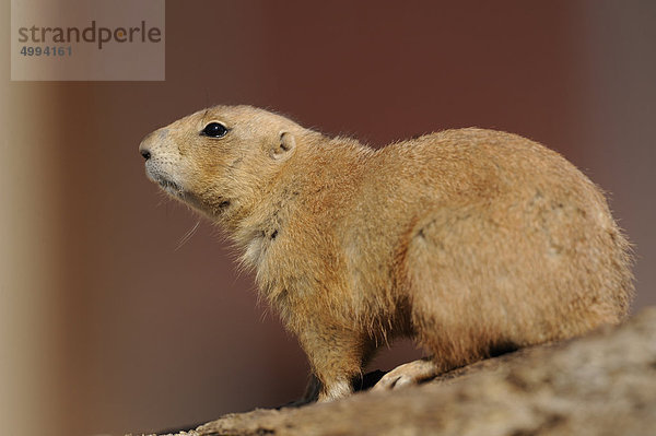 Schwarzschwanz-Präriehund (Cynomys ludovicianus)