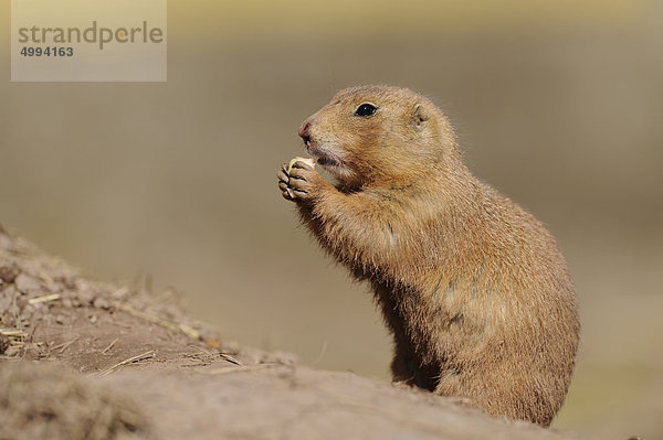 Fressender Europäischer Ziesel (Spermophilus citellus)