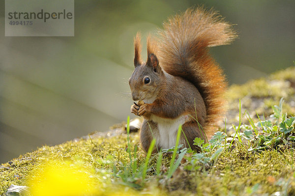 Eichhörnchen (Sciurus vulgaris)