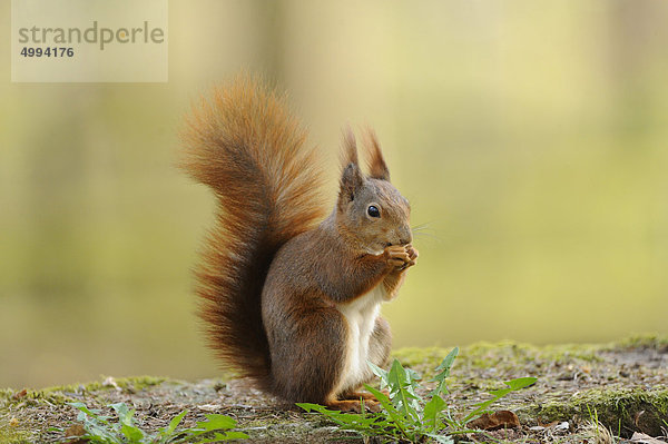 Eichhörnchen (Sciurus vulgaris)