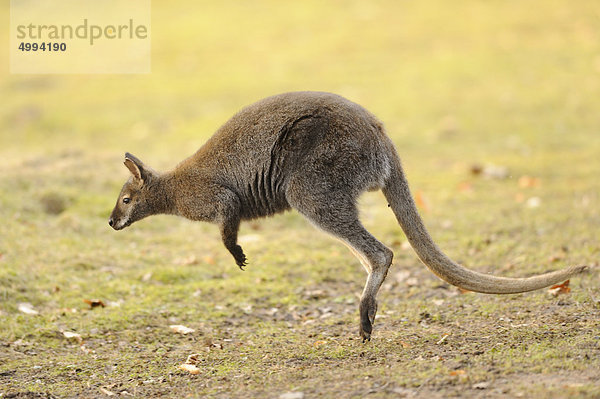 Derbywallaby (Macropus eugenii) im Sprung