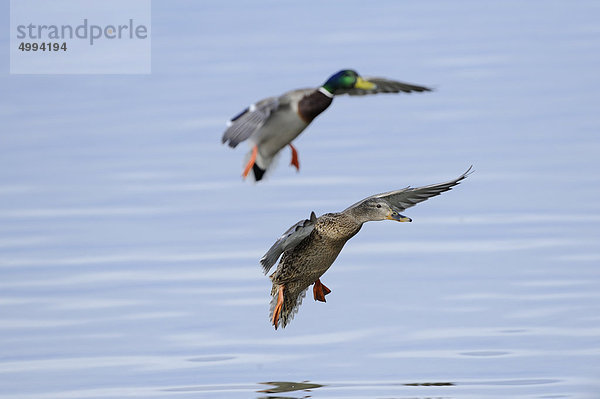 Zwei Sockenten (Anas platyrhynchos) landen im Wasser