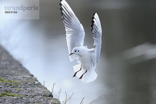 Fliegende Lachmöwe (Larus Ridibundus) am Chiemsee  Bayern  Deutschland