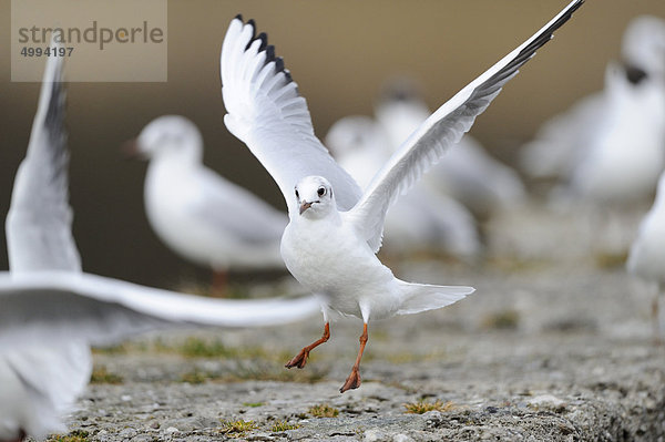 Lachmöwen (Larus Ridibundus) am Chiemsee  Bayern  Deutschland