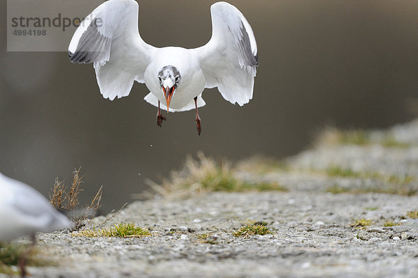 Fliegende Lachmöwe (Larus Ridibundus) am Chiemsee  Bayern  Deutschland