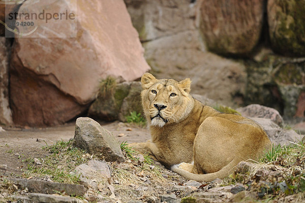 Liegender Asiatischer Löwe (Panthera leo persica)