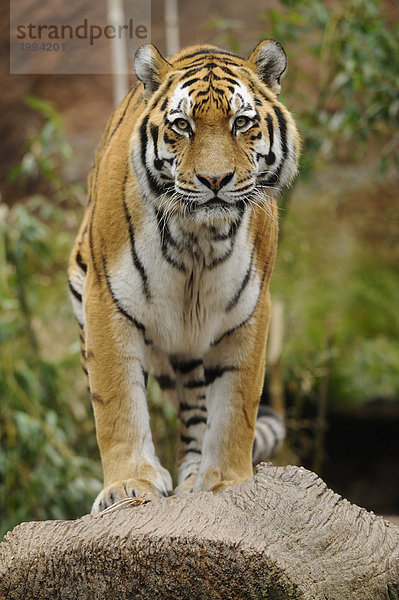 Stehender Sibirischer Tiger (Panthera tigris altaica)