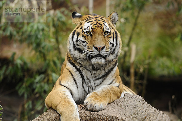 Liegender Sibirischer Tiger (Panthera tigris altaica)