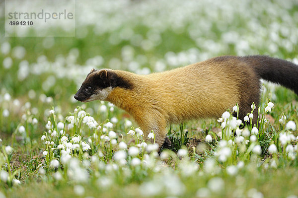 Buntmarder (Martes flavigula) auf einer Wiese