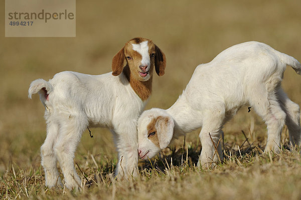 Zwei junge Hausziegen (Capra aegagrus hircus)