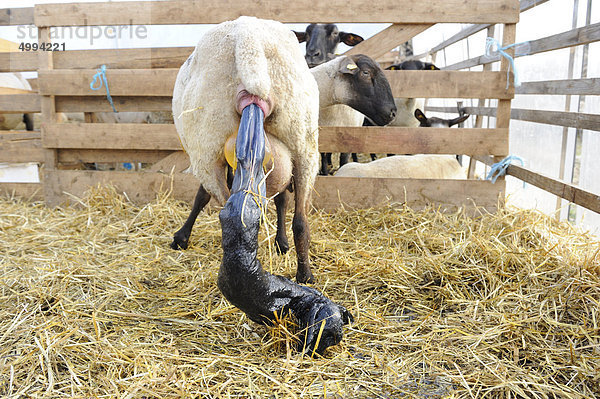 Suffolk-Schaf  Muttertier mit leugeborenem Lamm
