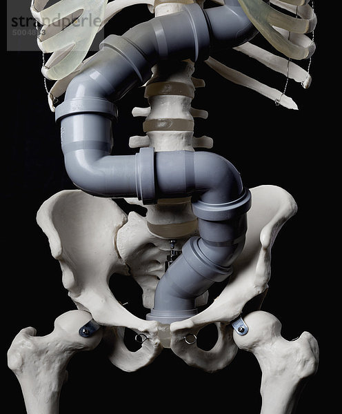 Menschliches Skelett mit PVC-Rohr für den Darm