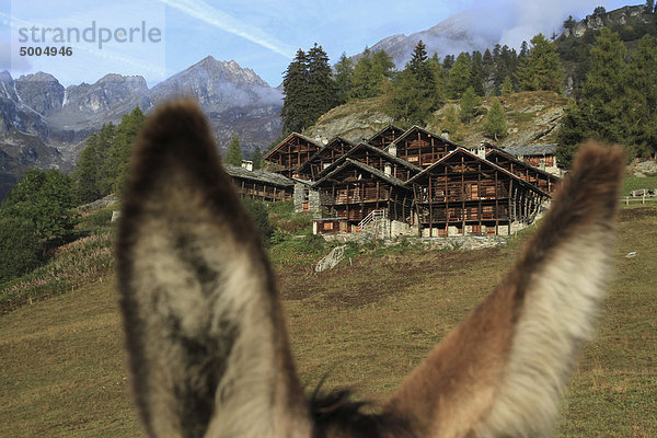 Ein Chalet zwischen den Ohren eines Esels  Alagna  Monte Rosa  Piemont  Italien