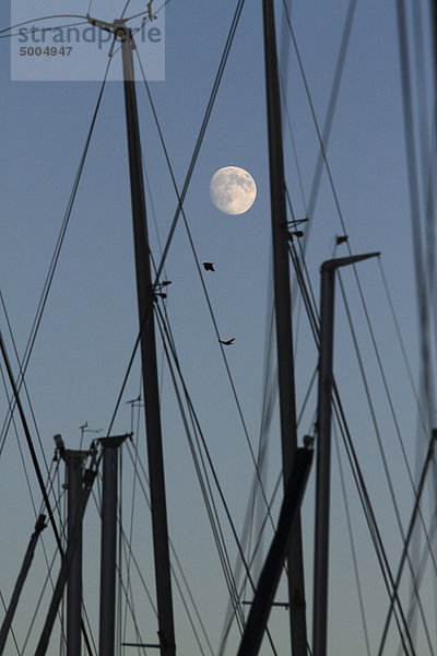 Die Masten der Segelboote  Morgendämmerung  Mond im Hintergrund