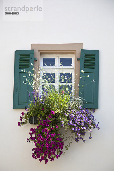 Blumen unter einem Fenster mit Fensterläden
