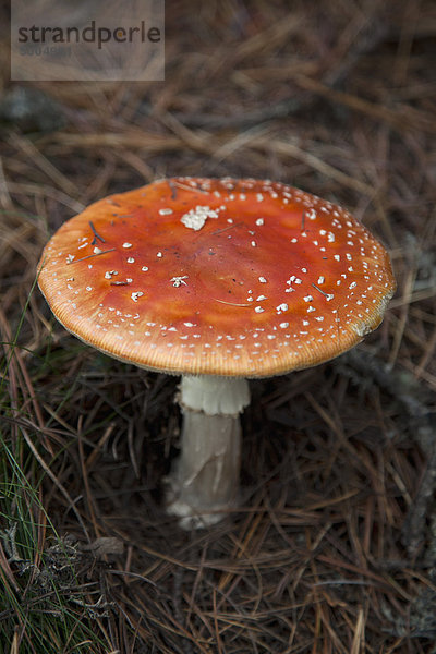 Ein Waldpilz