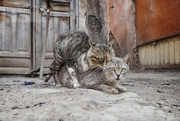 Eine Katze auf der anderen