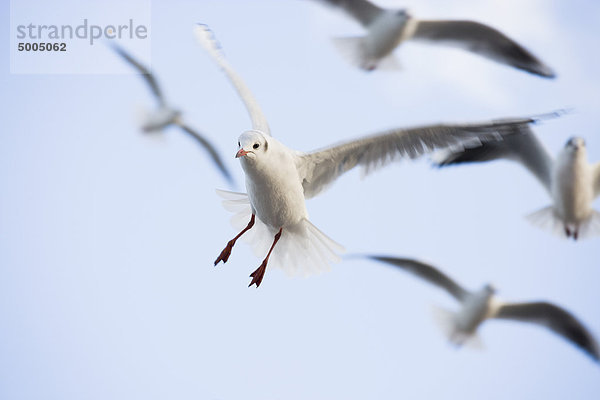 Möwen fliegen im Himmel