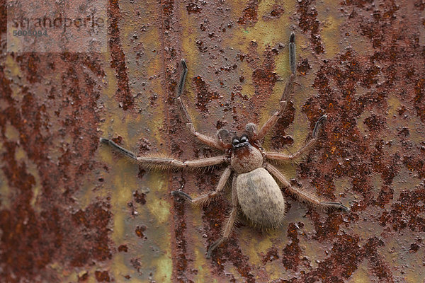 Eine Kugelspinne auf einer rostigen Oberfläche