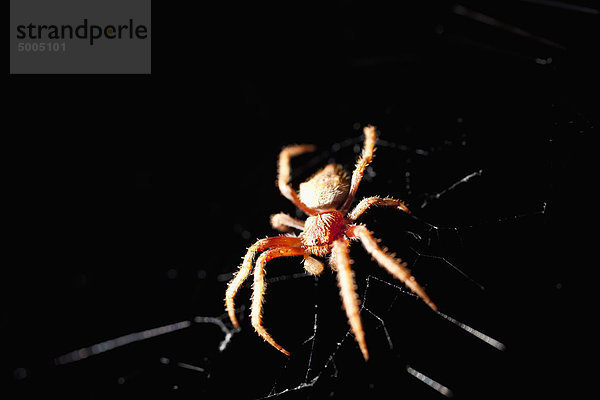 Eine Kugelspinne in einem Netz bei Nacht