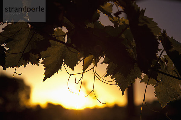 Detail der Weinblätter und der Sonne in der Ferne