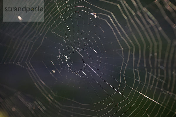 Ein Spinnennetz