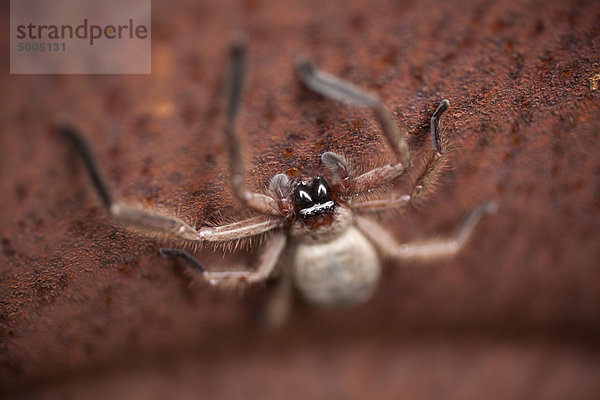 Eine Kugelspinne auf einer rostigen Oberfläche