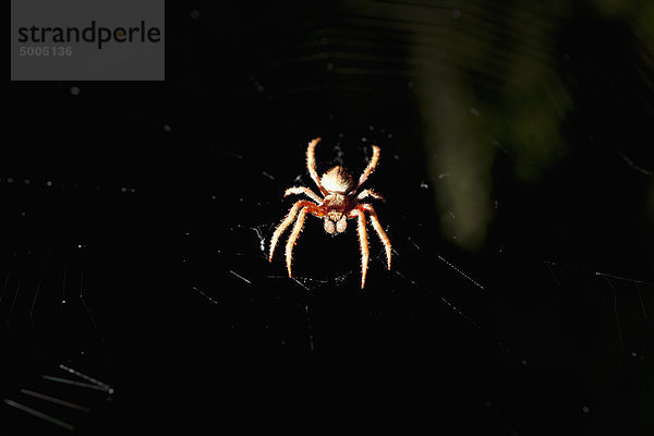 Eine Kugelspinne in einem Netz bei Nacht