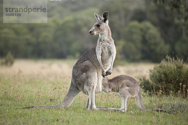 Ein Känguru mit einem Baby  das in den Beutel schaut.