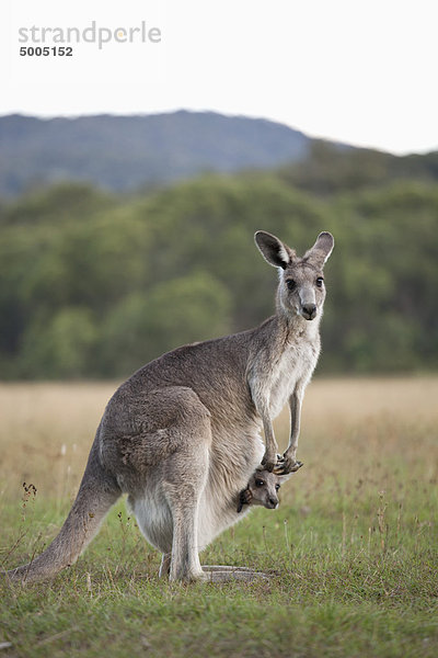 Ein Känguru mit einem Baby im Beutel