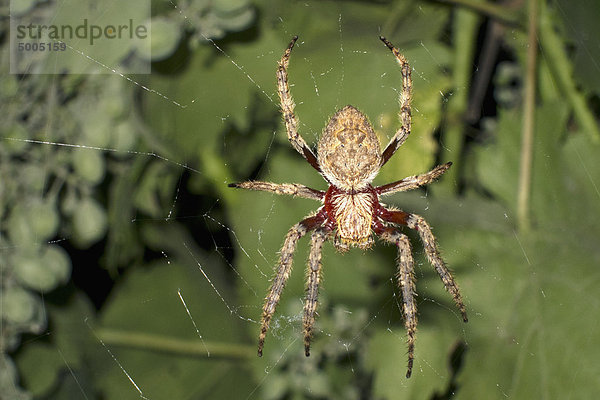 Eine Kugelspinne in einem Netz