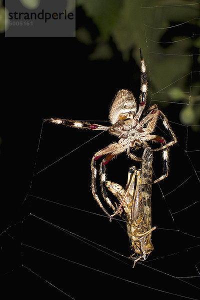 Eine Kugelspinne im Netz mit einer Motte bei Nacht