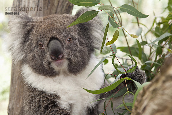 Nahaufnahme eines Koalas
