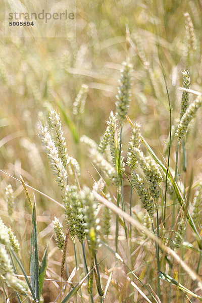 Nahaufnahme von Weizen auf einem Feld